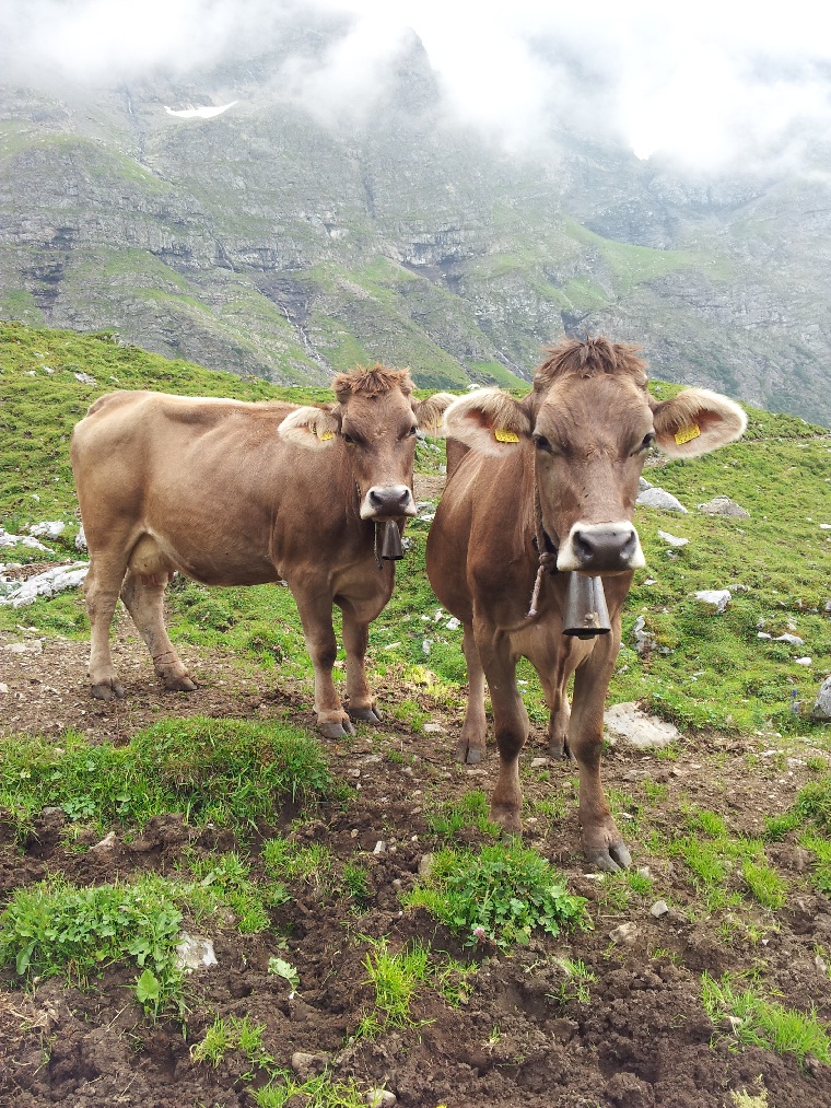 oberlammerbach002