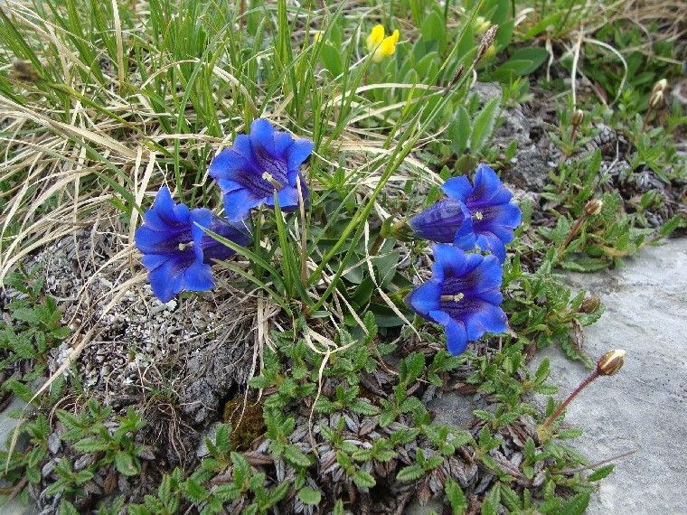 oberlammerbach011