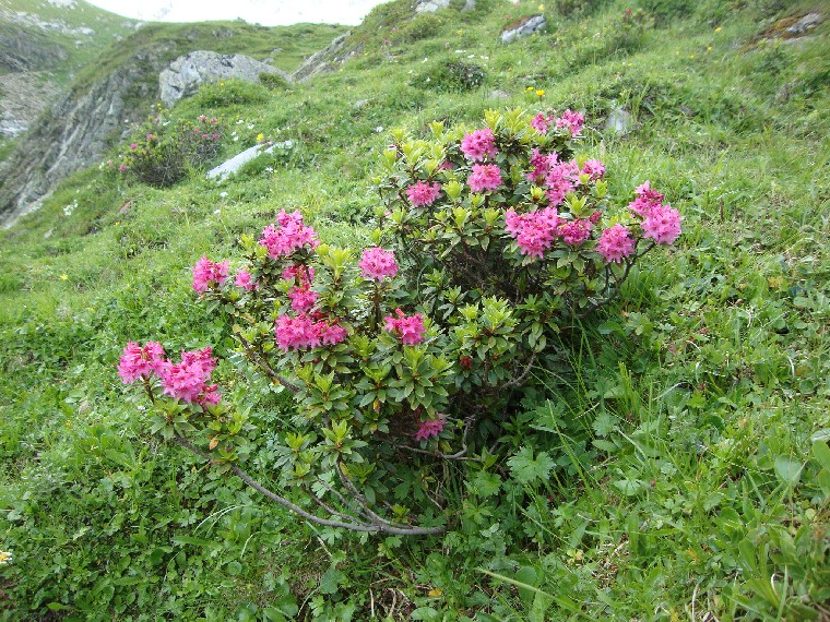 oberlammerbach012